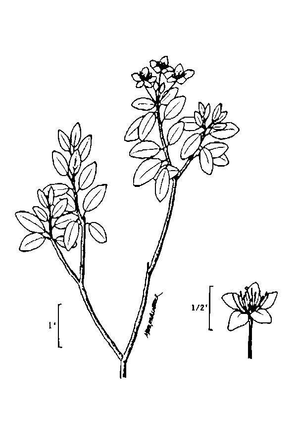 Rhododendron neoglandulosum Harmaja的圖片