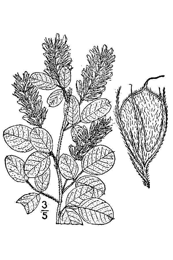 Image de Lespedeza hirta (L.) Hornem.