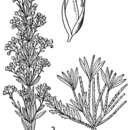 Image of largepod pinweed