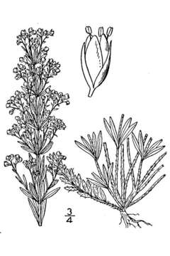 Image of largepod pinweed