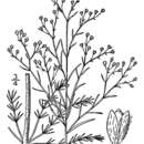 Image of Leggett's pinweed