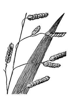 Image of Catchfly Grass