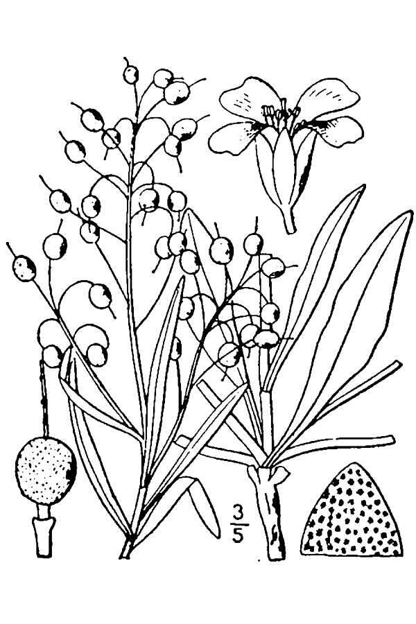 Image of foothill bladderpod