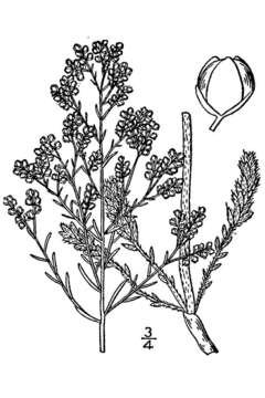 Image of beach pinweed