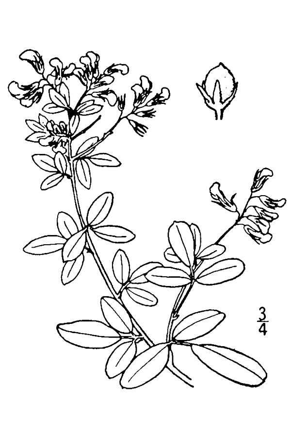 Image of lespedeza