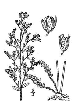 Image of thymeleaf pinweed