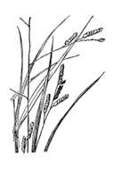 Image of bunch cutgrass