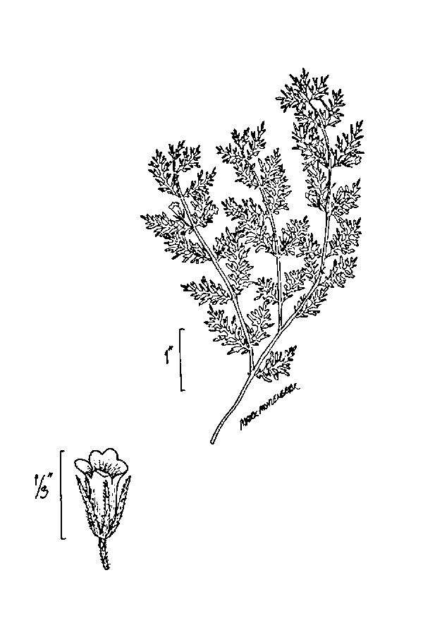 Image of Narrow-Leaf Paleseed