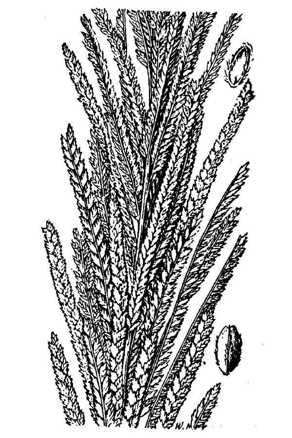 Image of Nealley's Viper Grass