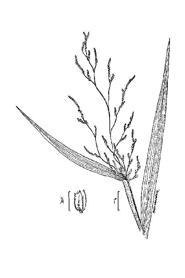 Image of Cut-grass