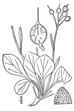 Image of roundleaf bladderpod