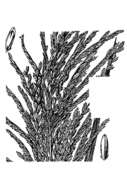 Слика од Leptochloa panicoides (J. Presl) Hitchc.