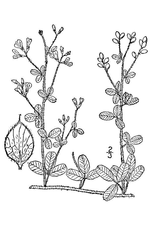 Слика од Lespedeza procumbens Michx.