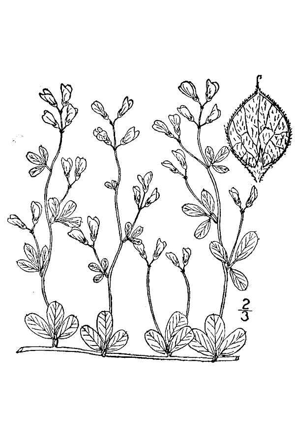 Слика од Lespedeza repens (L.) W. P. C. Barton