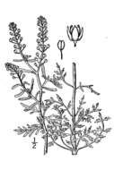 Image of narrow-leaved pepperwort