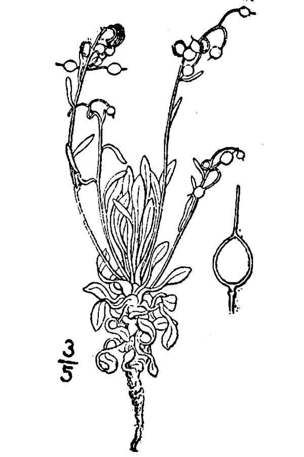 Image of alpine bladderpod