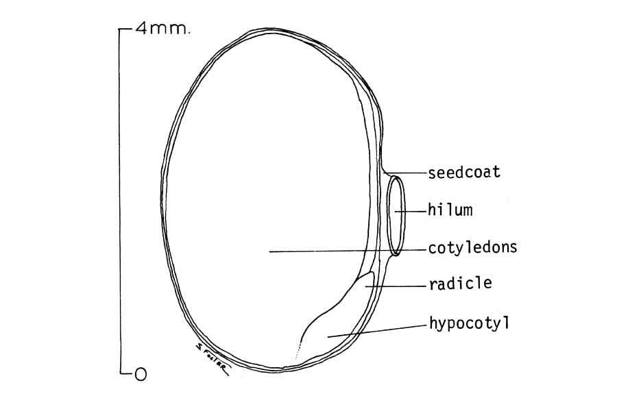 Слика од Lespedeza