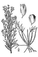 Image of prairie pinweed