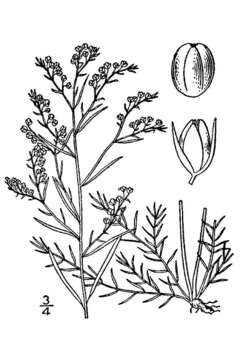 Image of narrowleaf pinweed