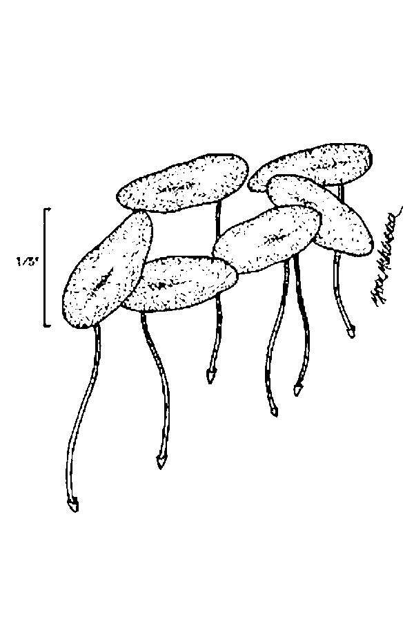 Image of valdivia duckweed