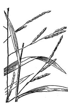 Image of whitegrass