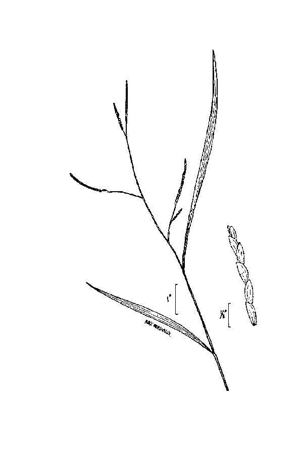 Image of whitegrass