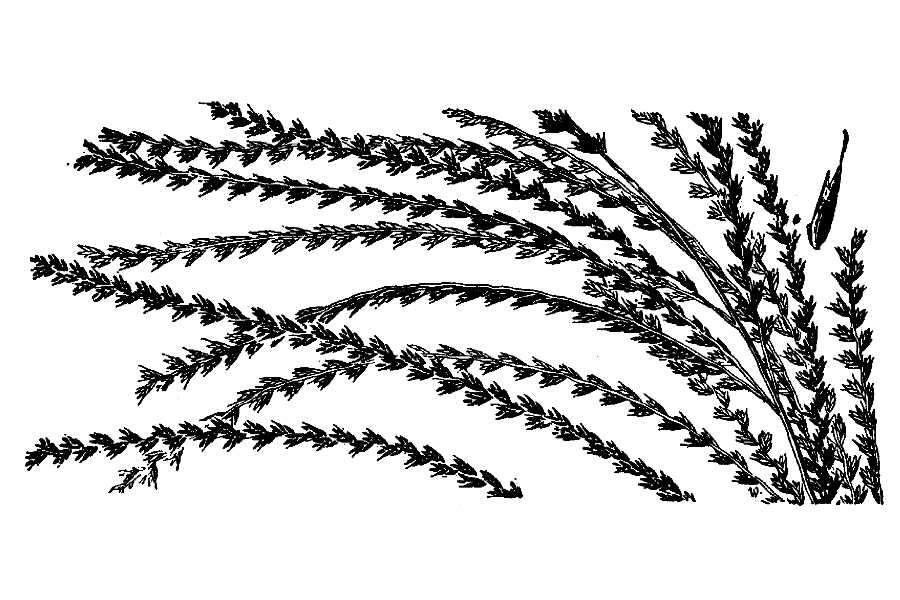 Plancia ëd Leptochloa virgata (L.) P. Beauv.