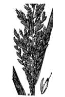 Image of Sonoran Viper Grass