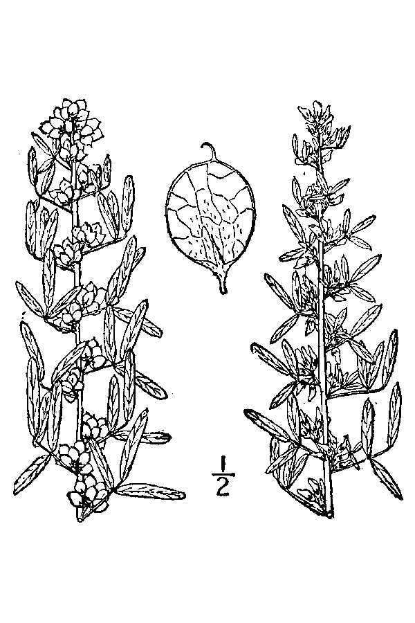 Lespedeza virginica (L.) Britton的圖片