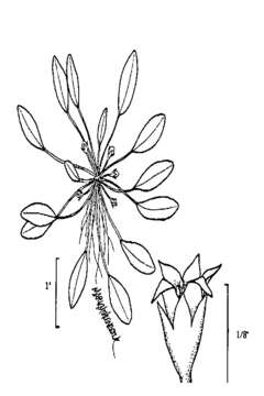 Image of Mudwort