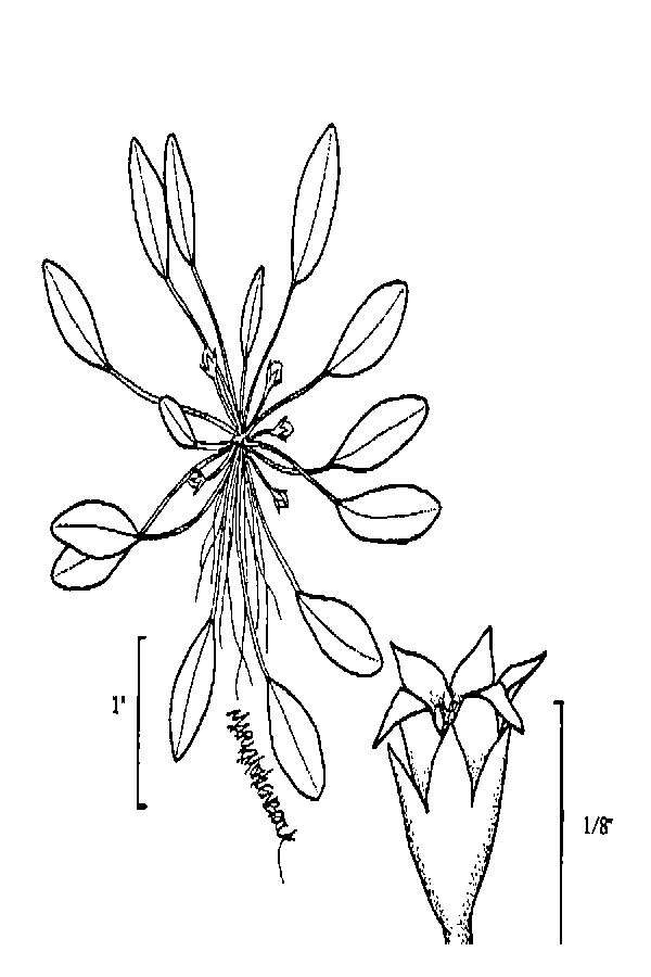 Image of Mudwort