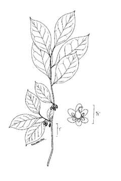 Image of northern spicebush