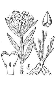 Image of hoary puccoon