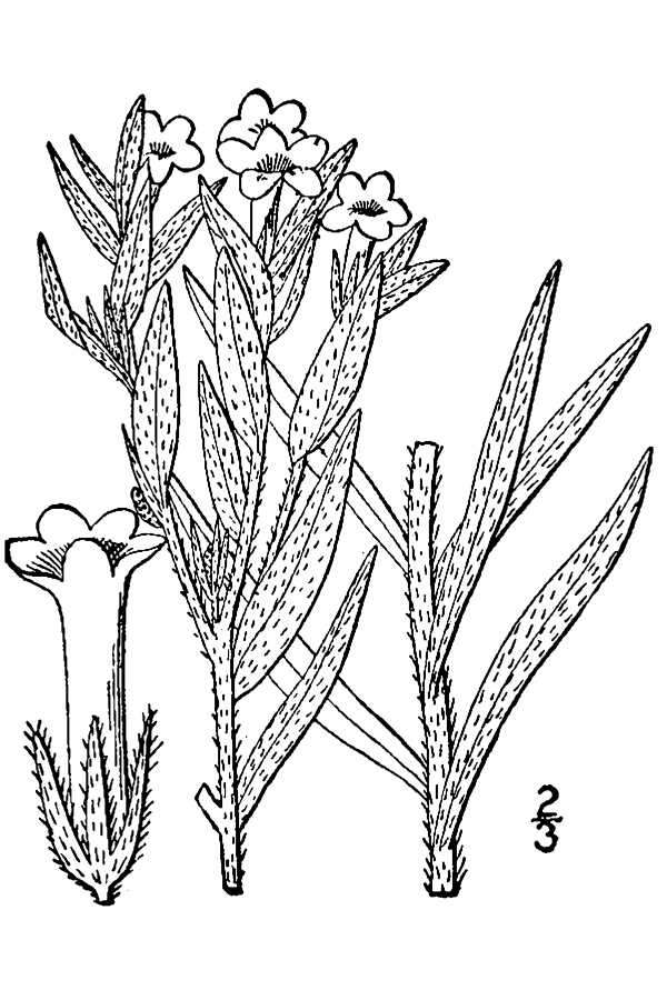 Image of Carolina puccoon