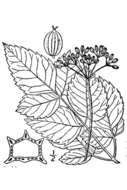 Image of Canadian Wild Lovage