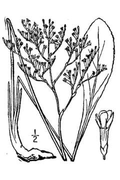 Sivun Limonium carolinianum (Walt.) Britt. kuva