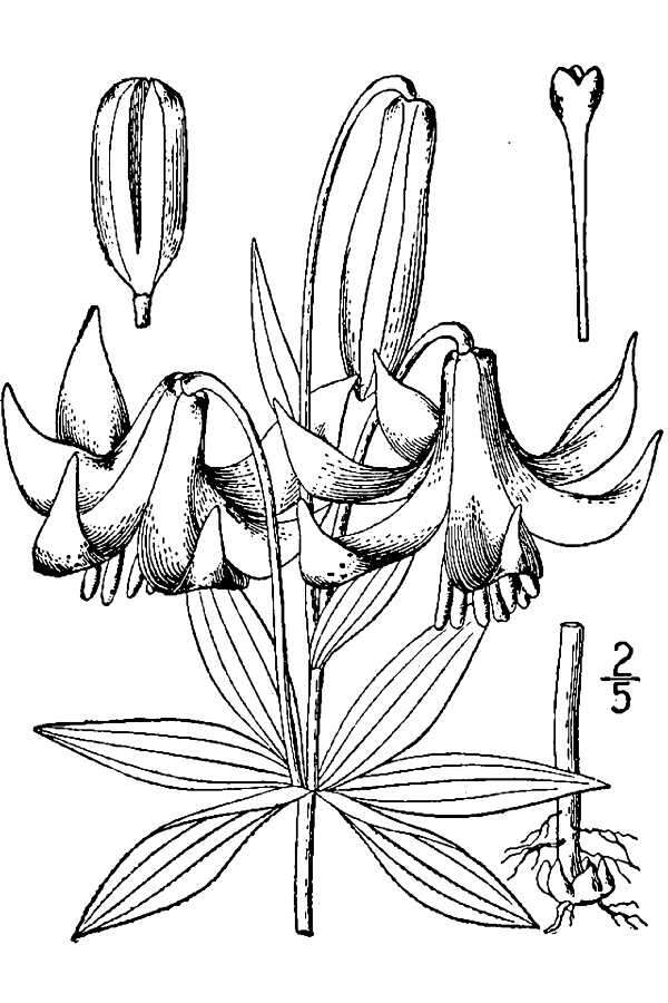 Image of Canada lily