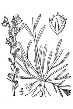 Plancia ëd Nuttallanthus canadensis (L.) D. A. Sutton