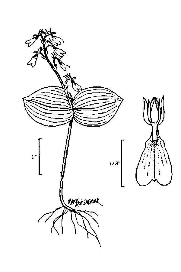 Image of Broadlipped twayblade