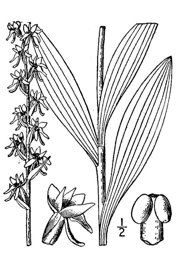 Image de Platanthera dilatata var. dilatata