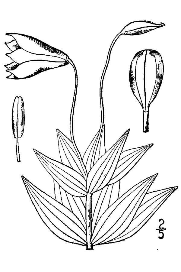 Image of Gray's lily