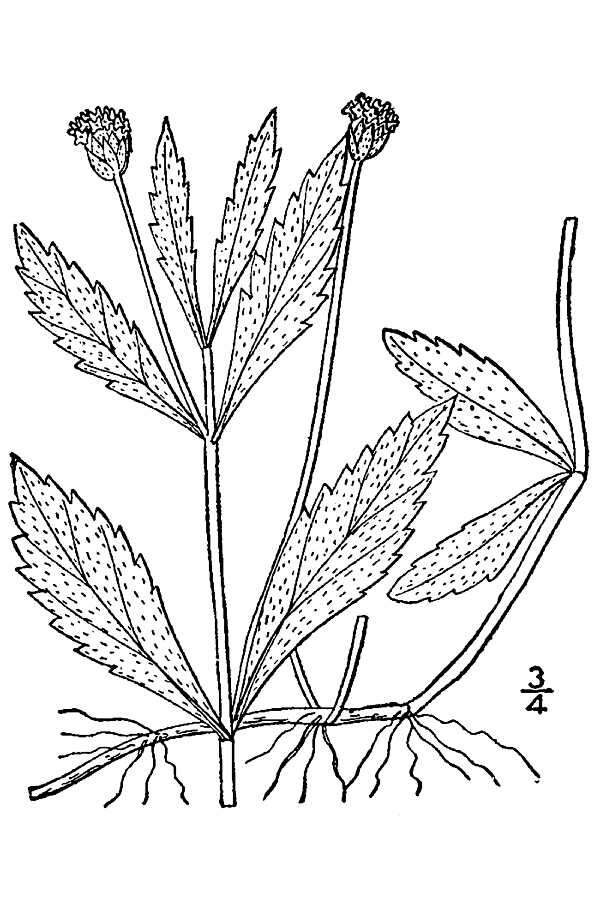 Plancia ëd Phyla lanceolata (Michx.) Greene