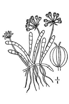 Imagem de Lilaeopsis chinensis (L.) Kuntze