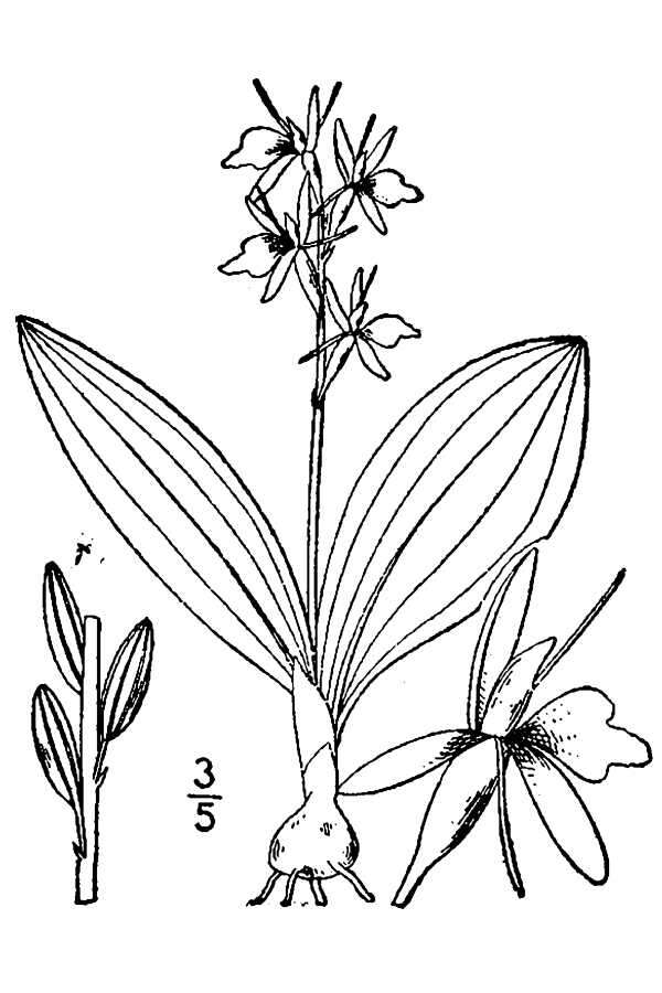 Image de Liparis de Loesel