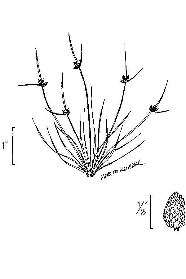 Image of Small-Flower Halfchaff Sedge