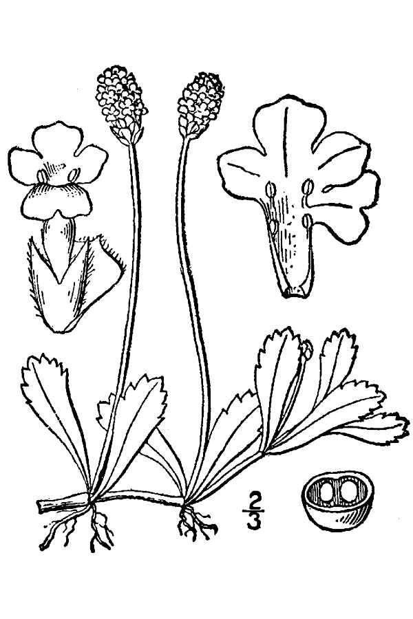 Plancia ëd Phyla nodiflora (L.) Greene