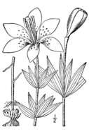 Image of wood lily