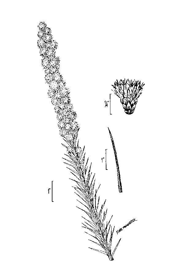 Image of prairie blazing star