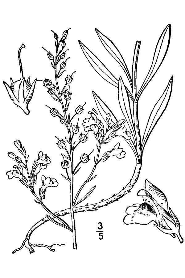 Image of pale toadflax