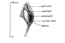 Image of Tulip Trees